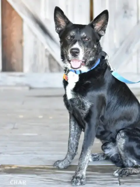 Char photo 3