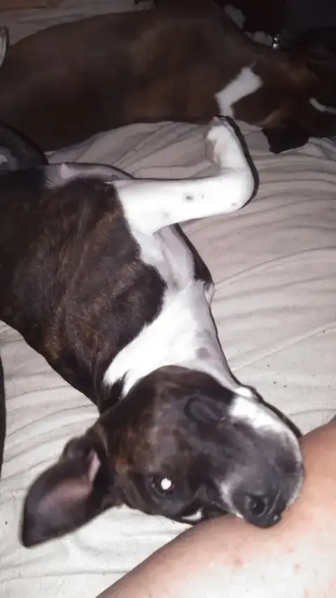 Scarlett photo 2