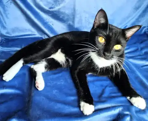 Kitty Wendell photo 2