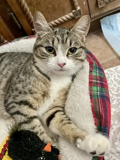 Izzy