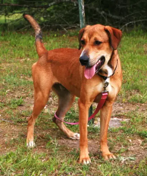 Oscar