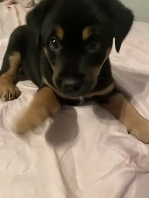 Zorro