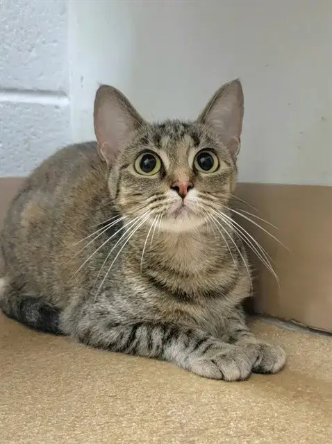 Catamari