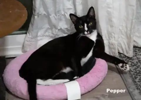 Pepper