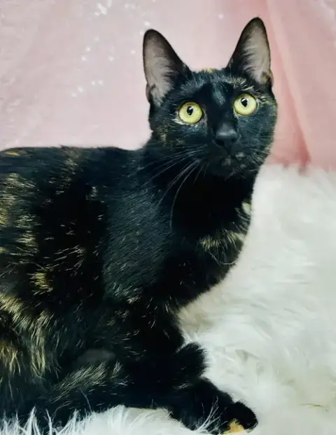 Lumen
