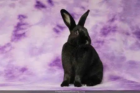 Rori photo 4