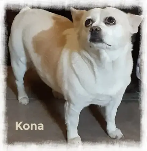 Kona photo 2