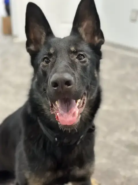 Prima