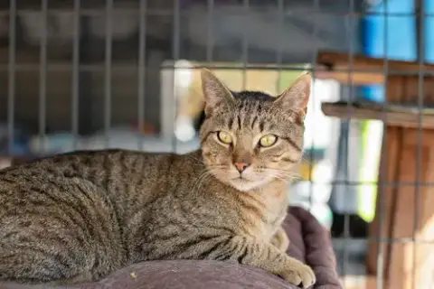 Oscar