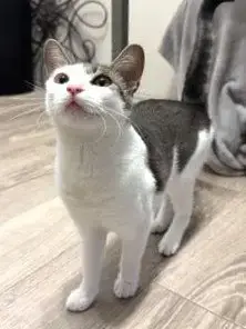Kiko
