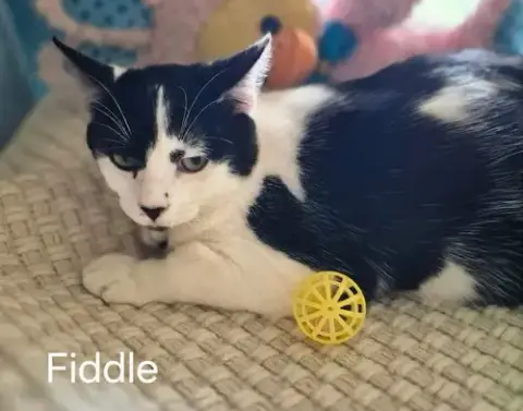 Fiddle The Handsome Boy photo 2