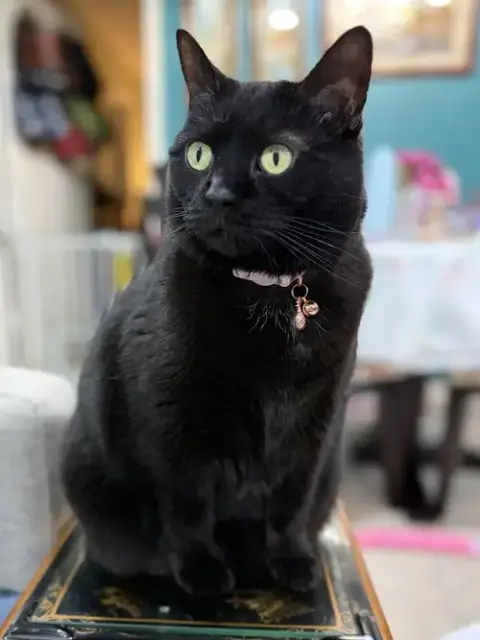 Jada *Declawed*