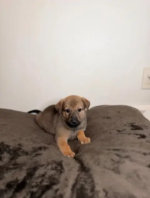 Nala