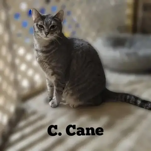 C. Cane photo 3