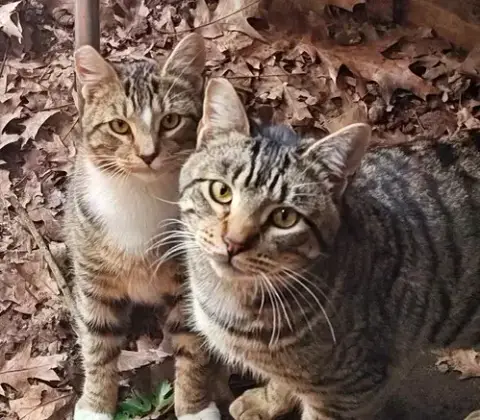 Outside Teen Kittens