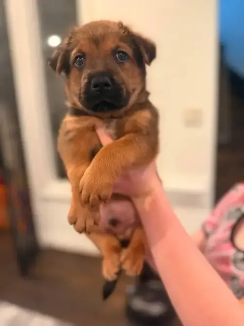 Brownie