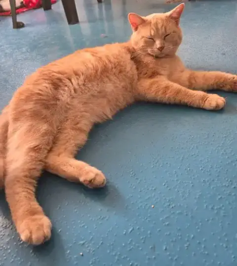 Oliver