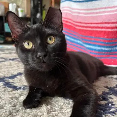 Marbles