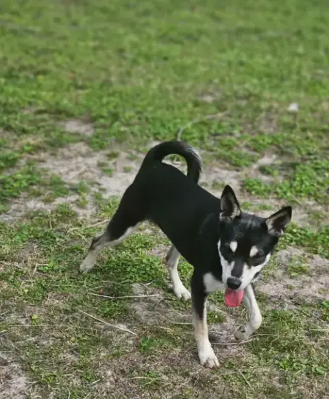 Sheba In La
