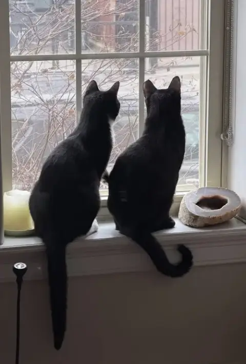 Midnight & Alex photo 3
