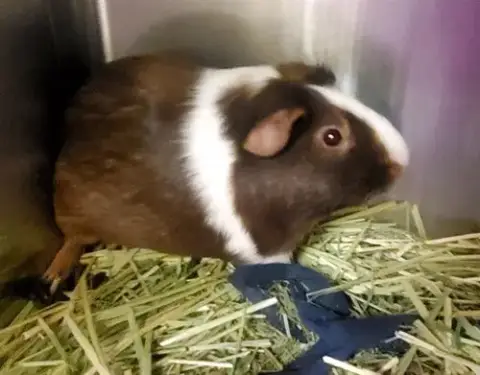 Speedy