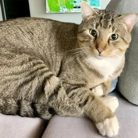 Kitty Man photo 2