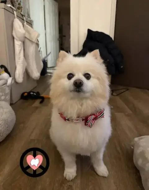 Milo Jr photo 2