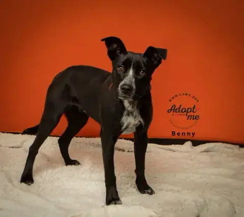 Benny