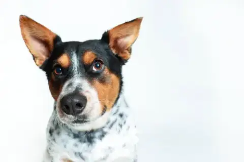 Checkers photo 2