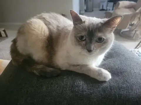 Stella