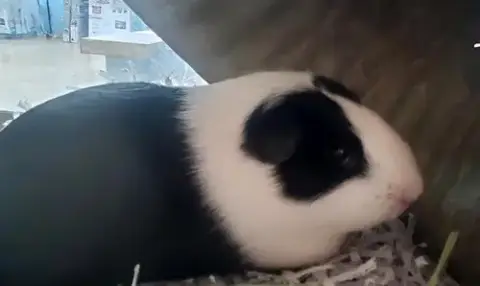 Marshmallow