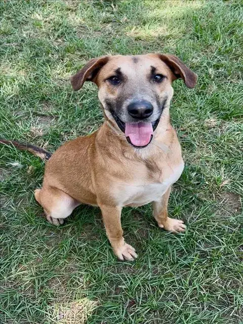 Harlan