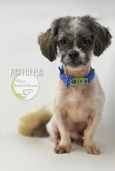 Kerfuffle