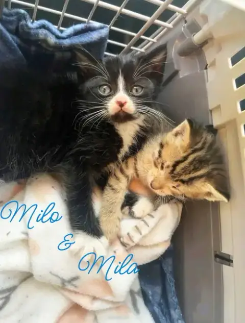 Mila  *Kitten* photo 2