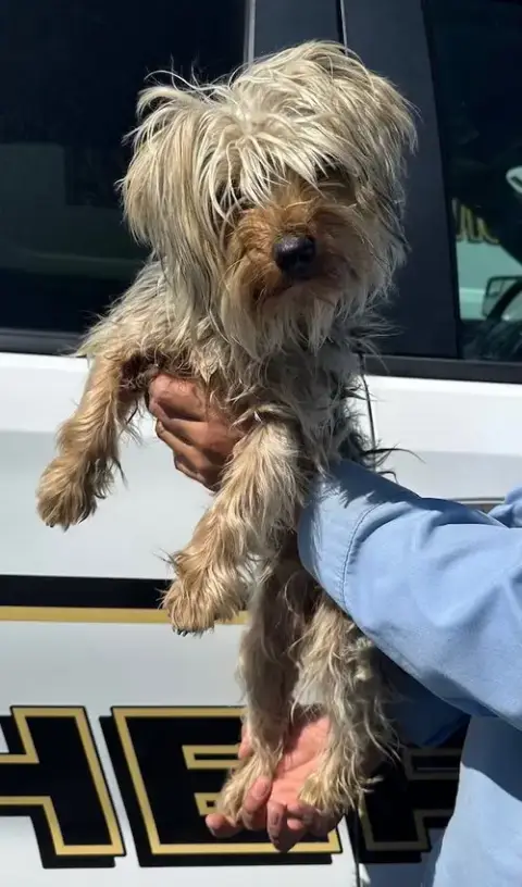 Nellie