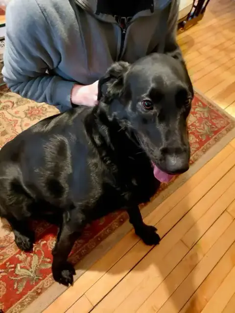 Buddy photo 3