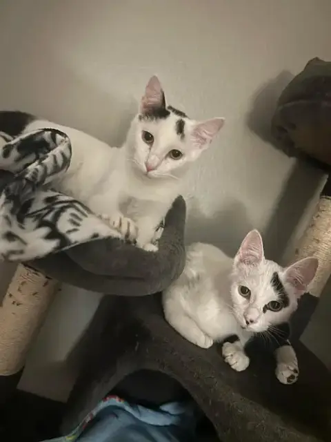 Bessie Mcmoo Bonded To Bertie Mcmoo photo 3