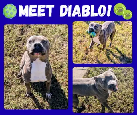 Diablo In Colonial Heights Va