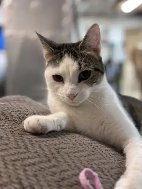 Loki: Not At Shelter