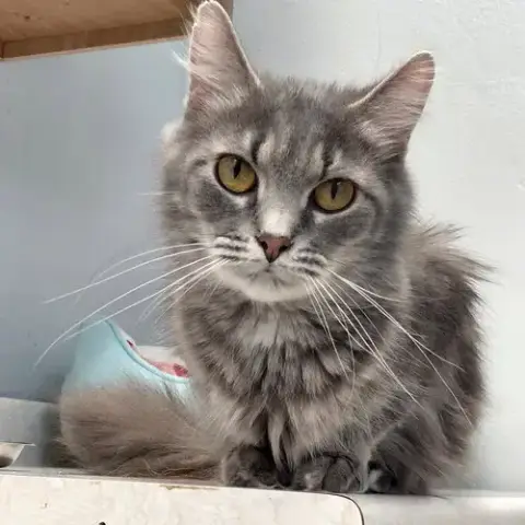 Scarlet
