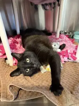 Benito photo 2