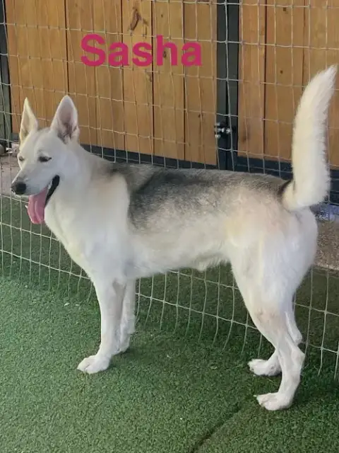 Sasha photo 3