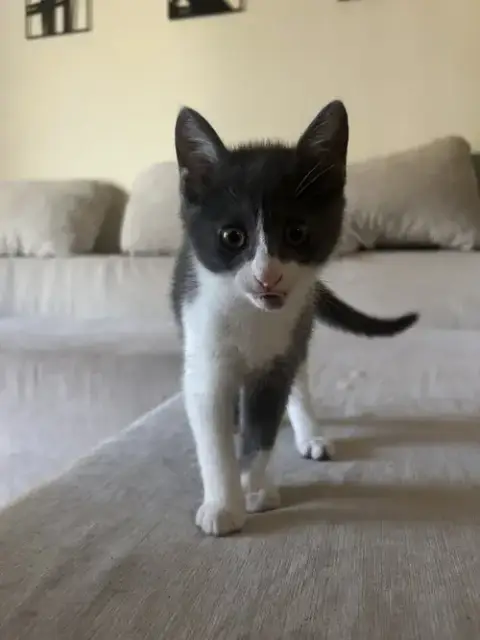 Piper photo 2