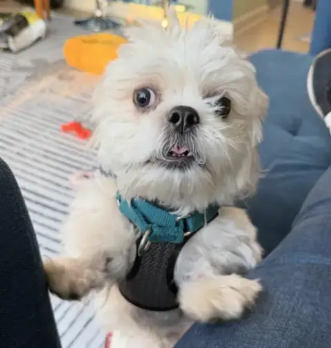 Gizmo photo 4