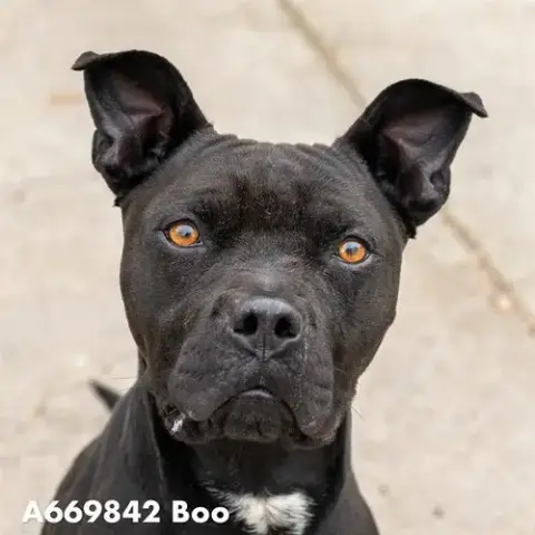 Boo