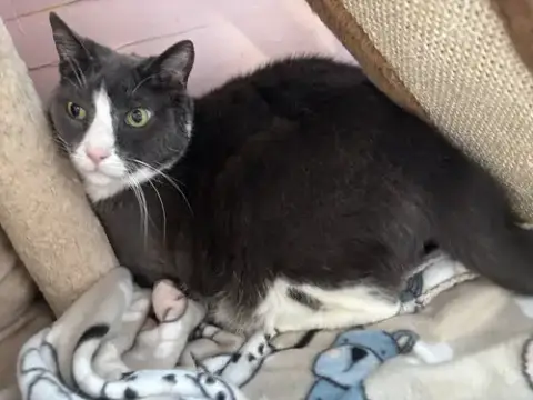 Roscoe