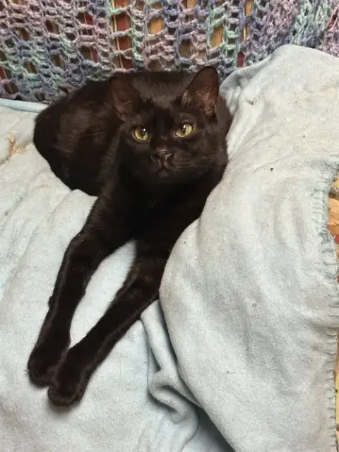 Webster photo 2