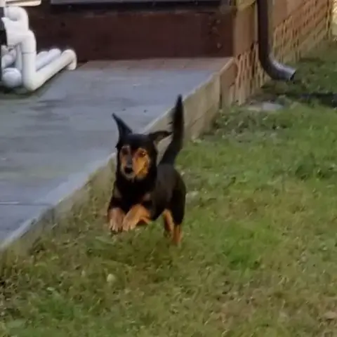Boomer photo 3
