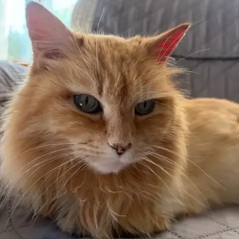Sophie Sunshine