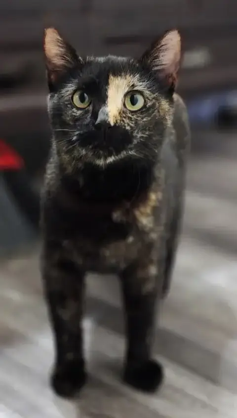 Laney